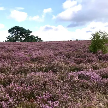 Apartmán Zum Suelztor